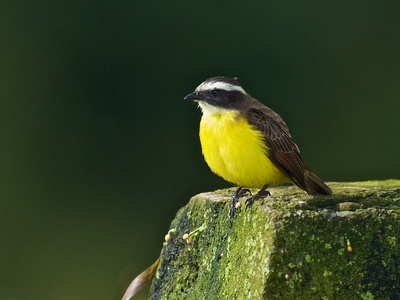 Social Flycatcher
