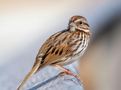 Song Sparrow