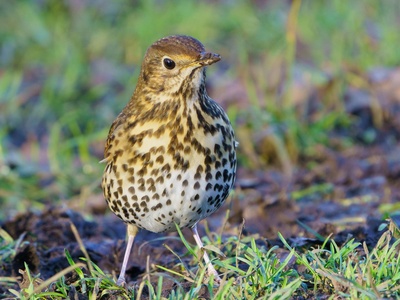 Song Thrush