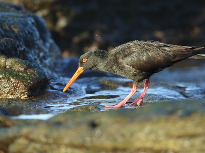 Sooty Oystercatcher