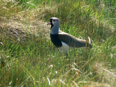 Southern Lapwing
