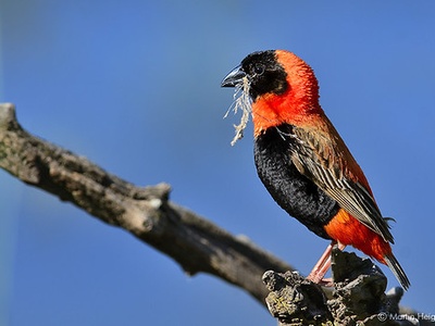 Southern Red Bishop