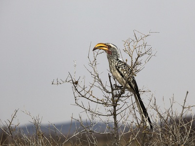 Southern Yellow-billed Hornbill