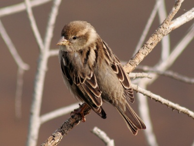 Spanish Sparrow