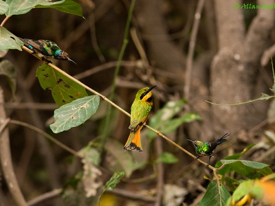 Splendid Sunbird