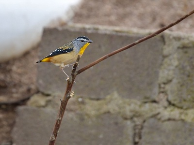 Spotted Pardalote