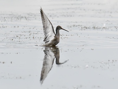 Spotted Redshank