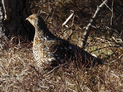 Spruce Grouse