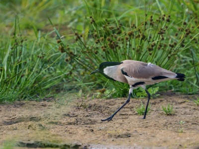 Spur-winged Lapwing