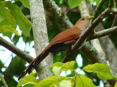 Squirrel Cuckoo