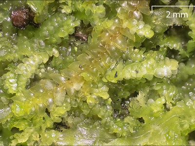 Stereo (dissection) microscope