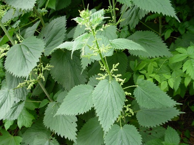 Stinging nettle