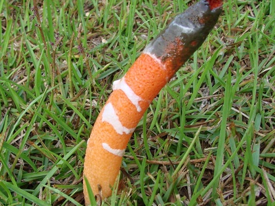 Stinkhorn