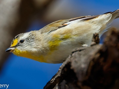 Striated Pardalote