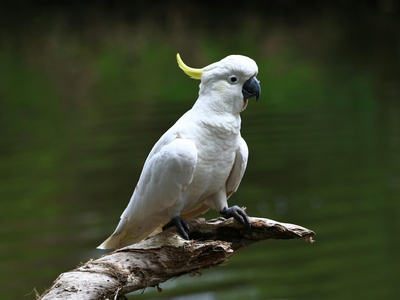 Sulphur-crested Cockatoo