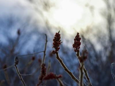 Sumac (staghorn)