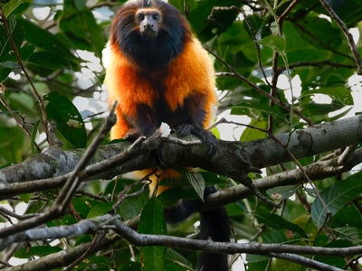 Superagui lion tamarin