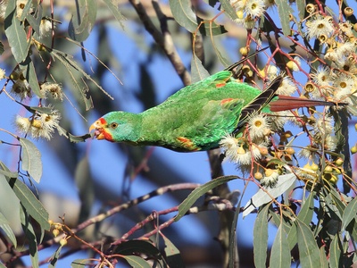 Swift Parrot