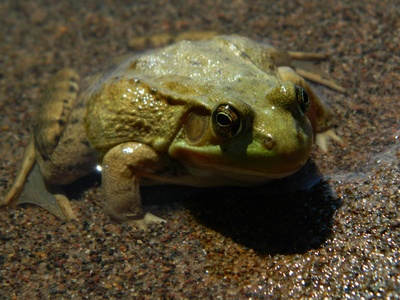Table Mountain ghost frog