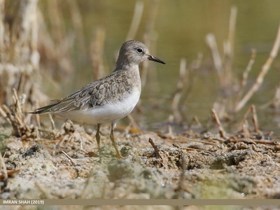 Temminck's Stint