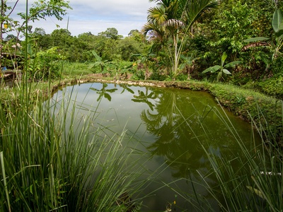 Tilapia (aquaculture)
