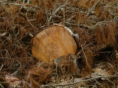 Timber (softwood pine)
