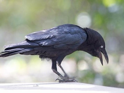 Torresian Crow