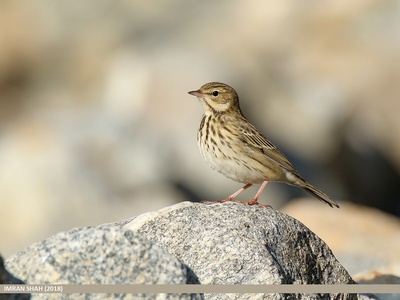 Tree Pipit