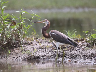 Tricolored Heron