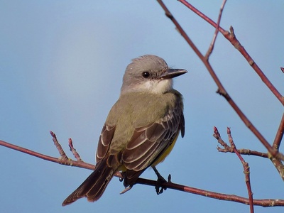 Tropical Kingbird