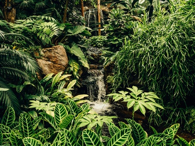 Tropical rainforest