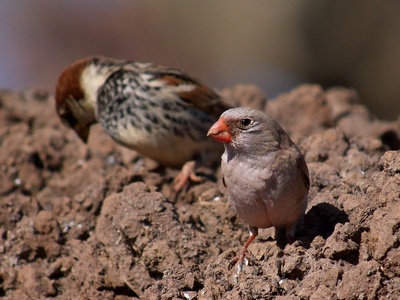 Trumpeter Finch