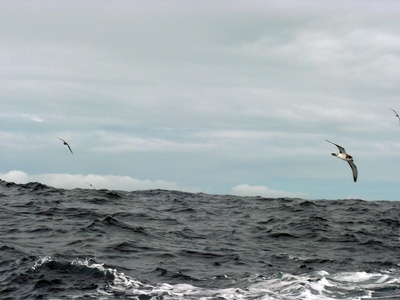 Tuna and large pelagics