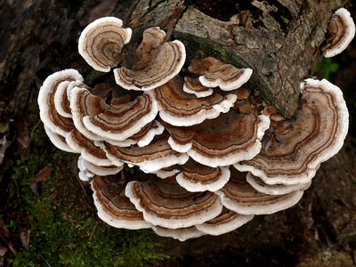 Turkey tail