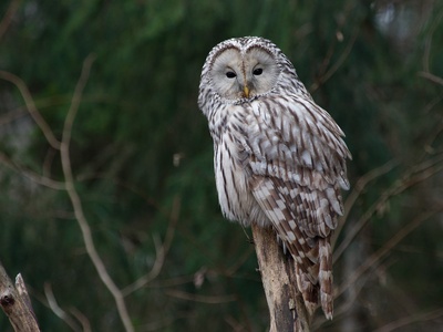 Ural Owl