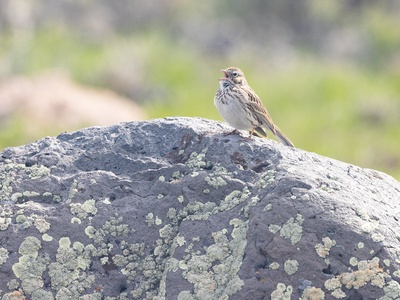 Vesper Sparrow