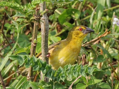 Village Weaver