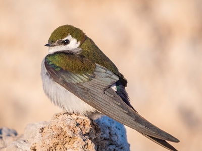 Violet-green Swallow