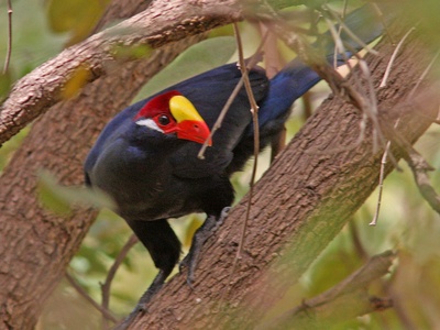 Violet Turaco