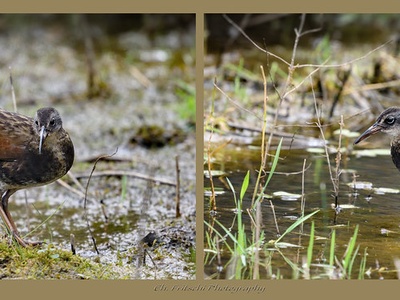 Virginia Rail