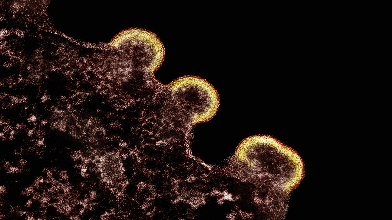 Phage therapy and viruses used in biotechnology