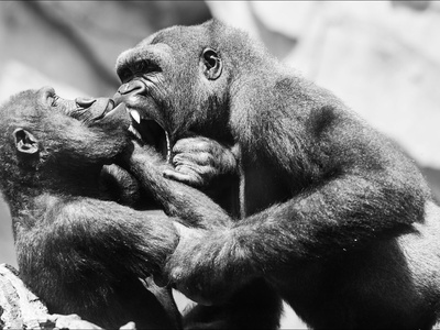 Volcanoes Forest (gorilla habitat)