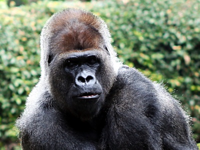 Western gorilla