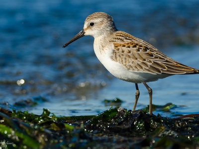 Western Sandpiper