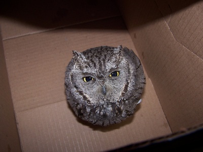 Western Screech-Owl