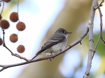 Western Wood-Pewee