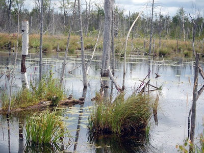 Wetlands