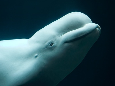Whale song (blue whale)