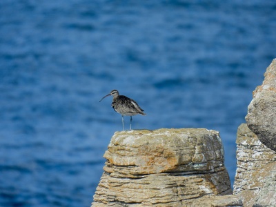 Whimbrel