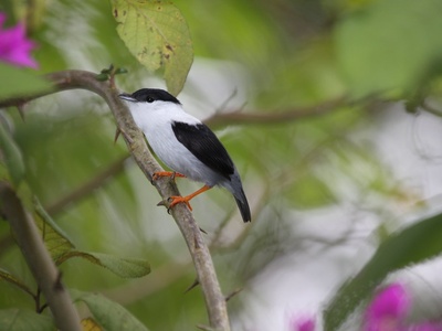 White-bearded Manakin